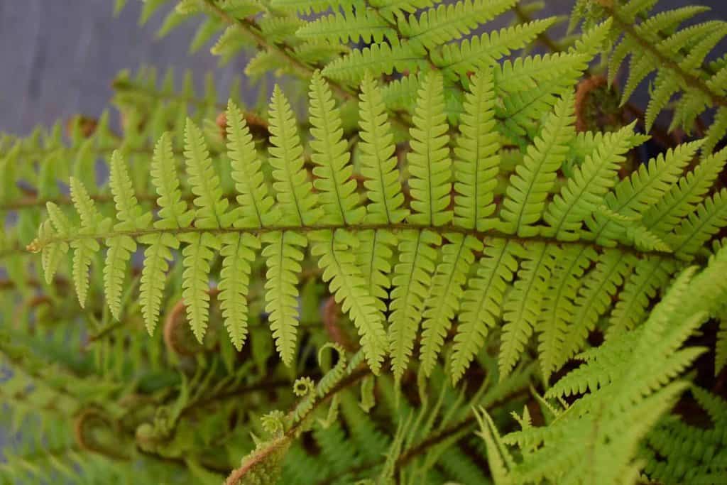 Dryopteris affinis ---